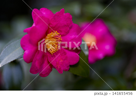 ピンク色のサザンカの花が咲いています。学名はCamellia sasanquaです。 141655456