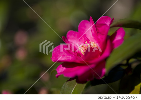 ピンク色のサザンカの花が咲いています。学名はCamellia sasanquaです。 ピンク色のサザンカの花が咲いています。学名はCamellia sasanquaです。 141655457