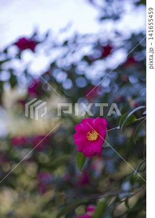 ピンク色のサザンカの花が咲いています。学名はCamellia sasanquaです。 141655459