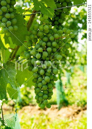 Close-up of a large bunch of green unripe grapes hanging on a grapevine 141655521