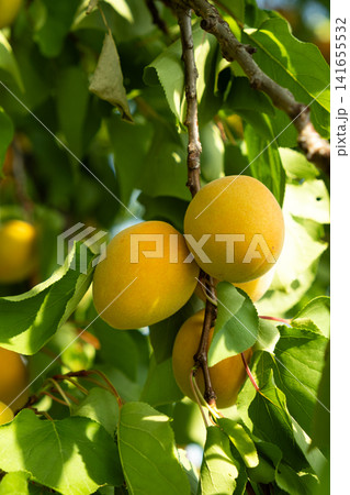Close-up of ripe orange apricots hanging on a leafy tree branch in a sunny orchard Close-up of ripe orange apricots hanging on a leafy tree branch in a sunny orchard 141655532