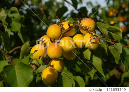 Close-up of fresh apricots ripening on thin tree branches before harvest 141655549