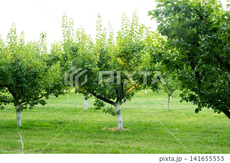 Well Maintained Apricot Orchard After Fruit Harvest Well Maintained Apricot Orchard After Fruit Harvest 141655553