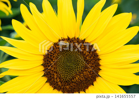 Bright yellow sunflower blooming in field with bees collecting nectar 141655557
