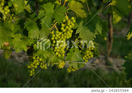 Growing green wine grapes hanging on grapevine in a sunny agricultural plantation. Growing green wine grapes hanging on grapevine in a sunny agricultural plantation. 141655564