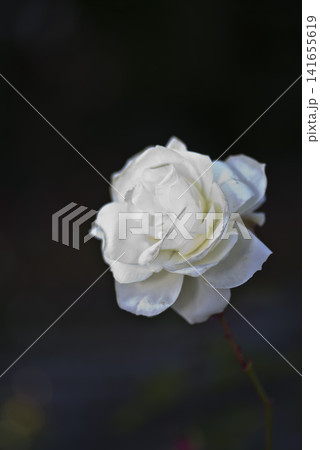 黒い背景の前に白いバラの花が一輪あります。 黒い背景の前に白いバラの花が一輪あります。 141655619