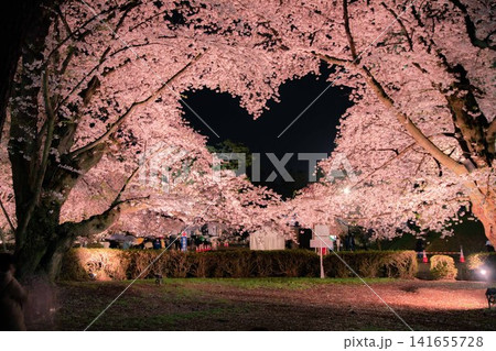 弘前公園 さくらのハート 弘前公園 さくらのハート 141655728