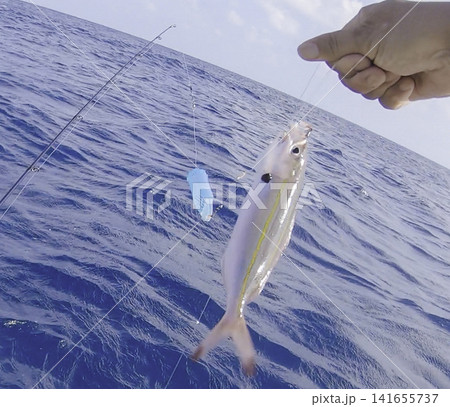 釣れ立てのグルクン(タカサゴ)と仕掛け 釣れ立てのグルクン(タカサゴ)と仕掛け 141655737