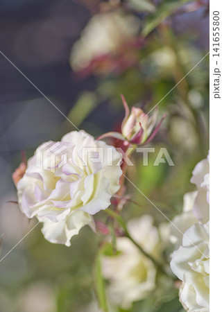 薔薇園に白いバラの花が咲いています。このバラの名前は緑光です。 141655800