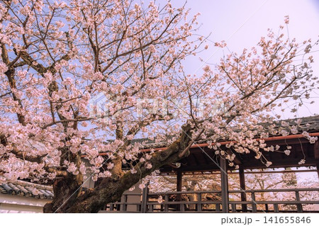 京都妙顕寺 さくら 京都妙顕寺 さくら 141655846