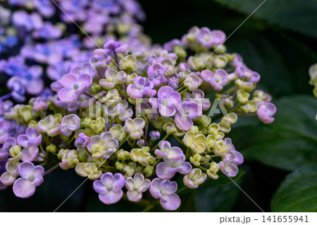 Close up view of beautiful Blooming Hydrangeas in the garden. Close up view of beautiful Blooming Hydrangeas in the garden. 141655941