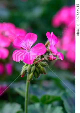 Close-up Pink Geranium flowers in the inflorescence on a green background. Close-up Pink Geranium flowers in the inflorescence on a green background. 141655943