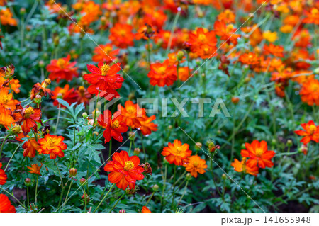 Orange Mexican aster or Cosmos flowers blooming in the garden, beautiful Mexican aster flower. Family Asteraceae. Orange Mexican aster or Cosmos flowers blooming in the garden, beautiful Mexican aster flower. Family Asteraceae. 141655948