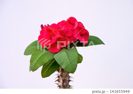 Euphorbia milli flower or Crown of thorns plant Bright red flowers with beautiful contrasting yellow stamens, green leaves, thorny stems it a auspicious flower. Euphorbia milli flower or Crown of thorns plant Bright red flowers with beautiful contrasting yellow stamens, green leaves, thorny stems it a auspicious flower. 141655949