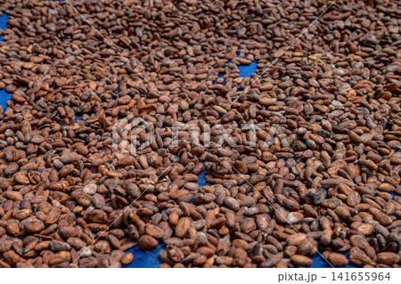 Cocoa beans is laid drying naturally in an open-air space. Cocoa beans is laid drying naturally in an open-air space. 141655964