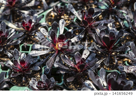 水滴のついた黒紫色の多肉植物ロゼットのクローズアップ 141656249