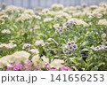 クリーム色・紫色・ピンク色のフロックスが咲き乱れる花畑 141656253