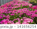 ピンク色に咲き誇るフロックス花畑のクローズアップ 141656254