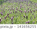 紫色のラベンダーが一面に咲く畑の風景 141656255