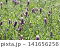 紫色のラベンダーの花穂が広がる畑 141656256