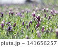 ローアングルで撮影したラベンダー畑 141656257