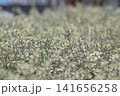 斑入りの小葉が密生するグラウンドカバー植物のクローズアップ 141656258