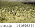 黄緑と白斑の葉を持つグラウンドカバー植物のクローズアップ 141656259