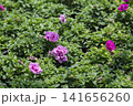 緑の葉の中に咲く紫色の八重咲きペチュニアのクローズアップ 141656260