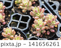水滴のついたピンク色の多肉植物の新芽のクローズアップ 141656261