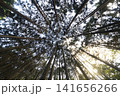 スギ林の樹冠を見上げる広角の森林風景 141656266