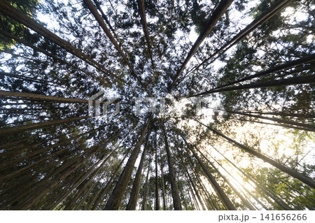 スギ林の樹冠を見上げる広角の森林風景 スギ林の樹冠を見上げる広角の森林風景 141656266