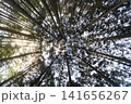 別角度からスギ林の樹冠を見上げる森林風景 141656267