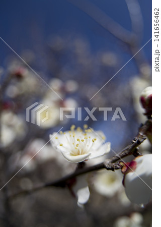 青空の下の梅園に白い梅の花が咲いています。 青空の下の梅園に白い梅の花が咲いています。 141656462