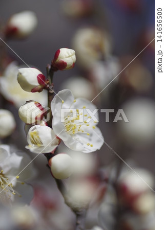 梅園に白い梅の花が咲いています。 梅園に白い梅の花が咲いています。 141656500