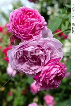 beautiful pink roses blossoming at cloudy day. close up beautiful pink roses blossoming at cloudy day. close up 141656512
