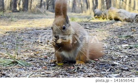Cute brown rodent eating found walnuts at summer park. Wild fluffy squirrel gnawing nuts at sunny forest. Pretty small sciurus chewing food outdoor. Concept of wildlife 141656542
