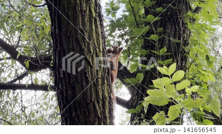 Pretty squirrel sitting at tree gnawing nut at summer forest. Cute brown rodent notices has been spotted and quickly runs along tree, clutching the nut at mouth. Concept of wildlife 141656545