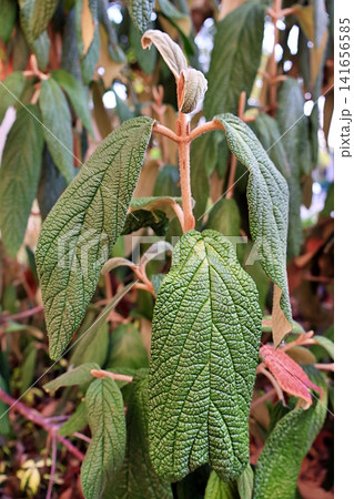 Textured Green Viburnum Leaves on Fuzzy Stem. Textured Green Viburnum Leaves on Fuzzy Stem. 141656585