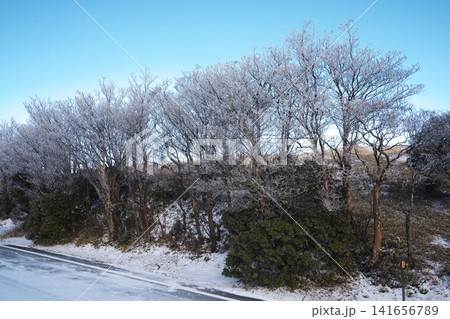 青山高原の霧氷 青山高原の霧氷 141656789