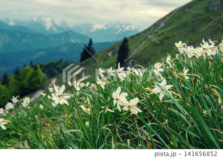 Beautiful mountain landscape with white daffodil narcissus flowers on Golica, Slovenia, at spring Beautiful mountain landscape with white daffodil narcissus flowers on Golica, Slovenia, at spring 141656852