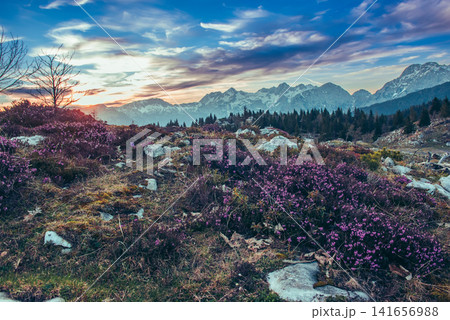 Heather flowers blooming at sunset, Velika Planina, Kamnic, Slovenia, Easter sunny landscape Heather flowers blooming at sunset, Velika Planina, Kamnic, Slovenia, Easter sunny landscape 141656988