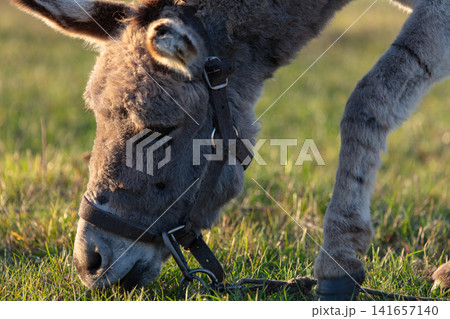 Close-up of the muzzle of a grey shaggy donkey. 141657140