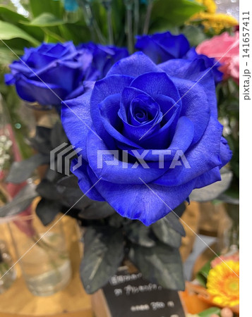 青い薔薇のクローズアップ ブルーローズ|花・ギフト・記念・夢や希望・奇跡を表現する素材 青い薔薇のクローズアップ ブルーローズ|花・ギフト・記念・夢や希望・奇跡を表現する素材 141657411
