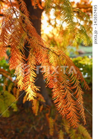 紅葉したメタセコイアの葉 紅葉したメタセコイアの葉 141657495