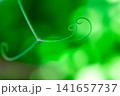 Close up of green plant swirl macro. Macro curl of green plant. Abstract detail selective focus. Pea curl. Curling pea plant.  141657737
