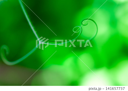 Close up of green plant swirl macro. Macro curl of green plant. Abstract detail selective focus. Pea curl. Curling pea plant.  141657737