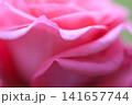 Abstract background of pink rose petals macro close up selective focus.  141657744