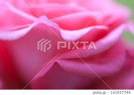 Abstract background of pink rose petals macro close up selective focus. Abstract background of pink rose petals macro close up selective focus. 141657744