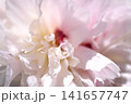 Abstract background with macro close up selective focus of peony flower petals.  141657747