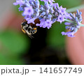 Macro close up of the bee on the lavender flower with copy space. Honeybee collecting nectar from the lavender flower. 141657749
